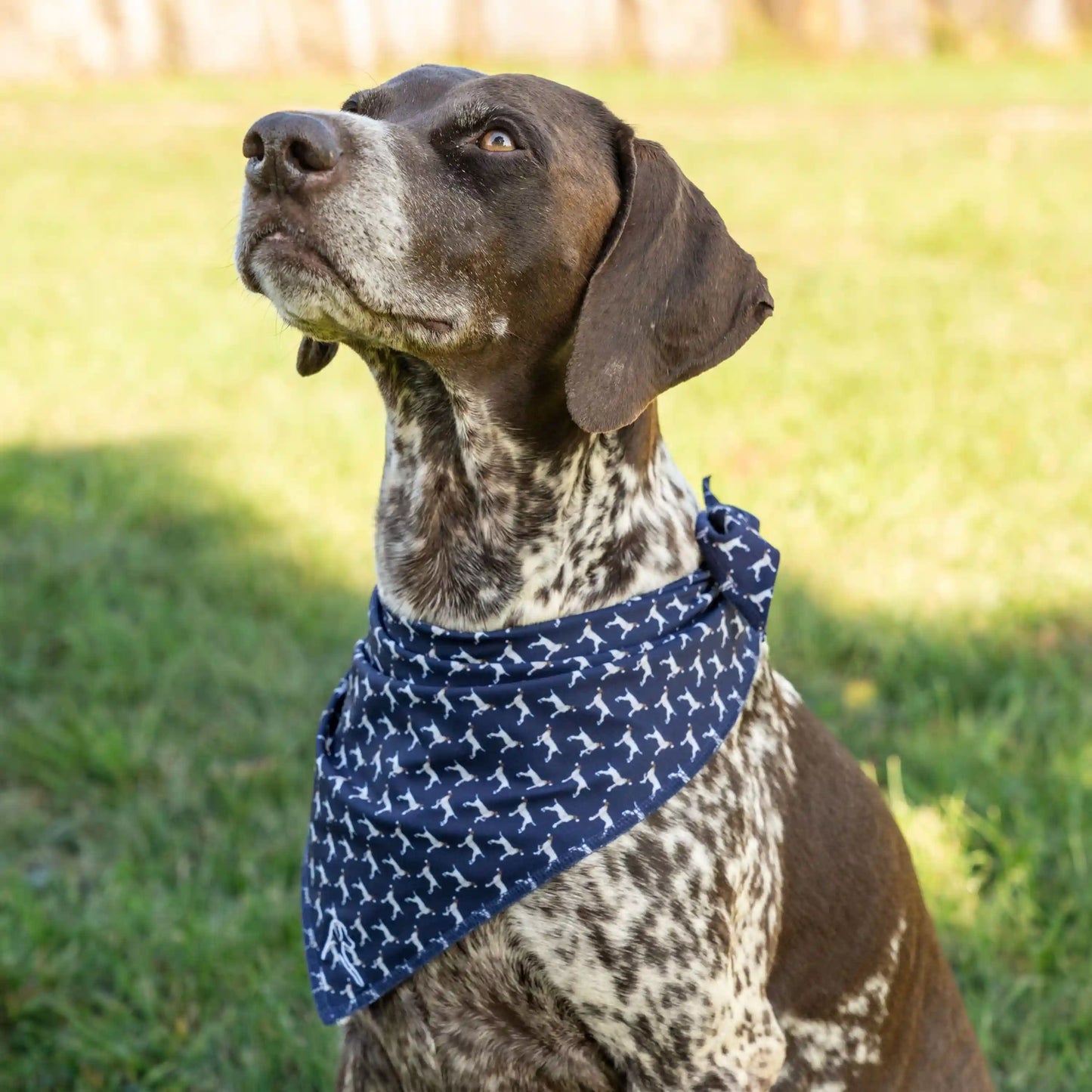 The GSP